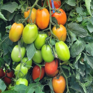 Tomate Ñandu
