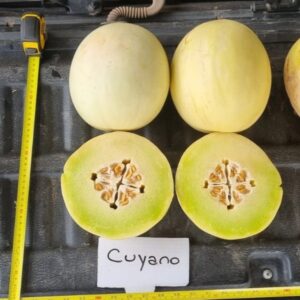 Melón Cuyano