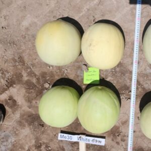 Melón White Dew