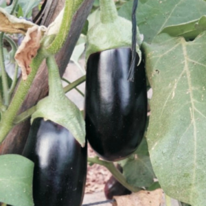 Berenjena Alegría