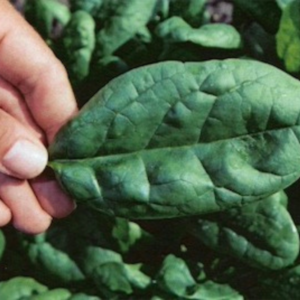 Espinaca Siena