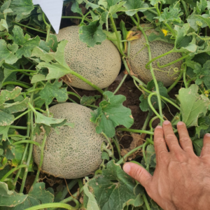 Melón El Grande