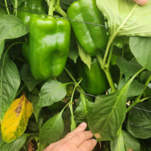 Pimiento Almuden