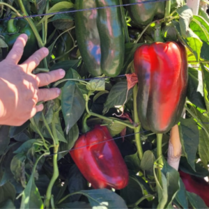 Pimiento Graciosa