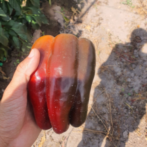 Pimiento Leman