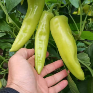 Pimiento Marvel