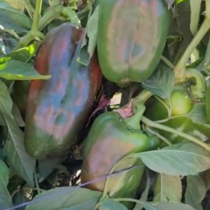 Pimiento Rubí (P1235)