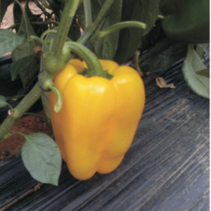 Pimiento Santa Lucia (P1227)