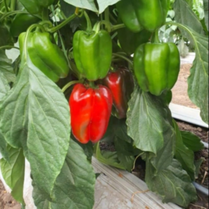Pimiento Sorzano