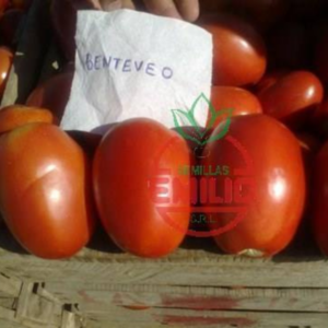 Tomate Benteveo