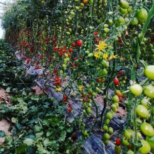 Tomate Betatini