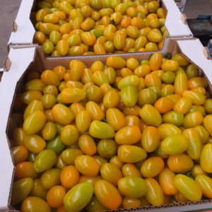 Tomate Blondie