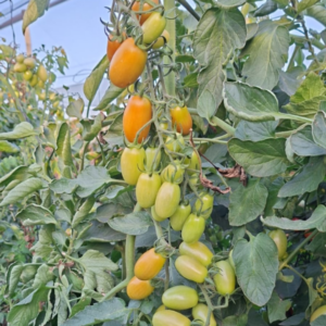 Tomate Bradco