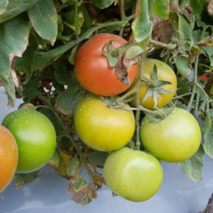 Tomate Brigitte