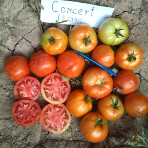 Tomate Concert