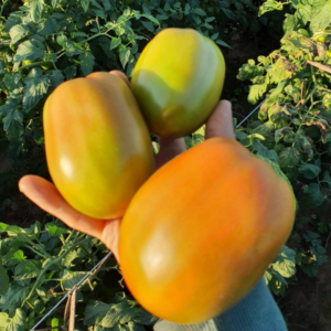 Tomate Donna