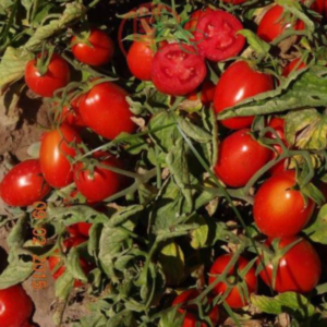 Tomate F0559