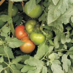 Tomate H2340