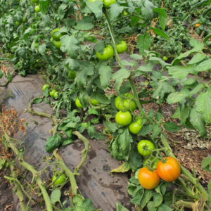 Tomate Holmes