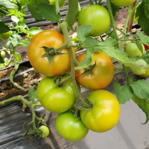 Tomate Lansor