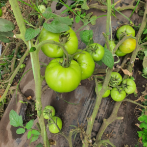 Tomate Master