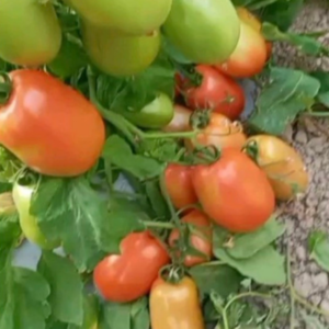 Tomate Megateo