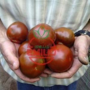 Tomate Níger