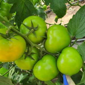 Tomate Phalcone