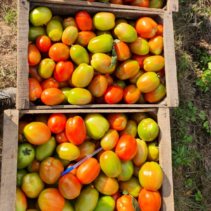 Tomate Regina