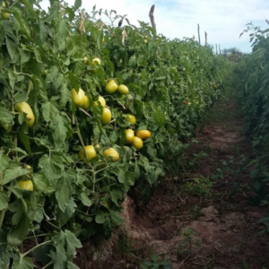 Tomate Río Tunuyan