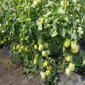 Tomate Santa Juliana