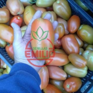 Tomate Santa Paula