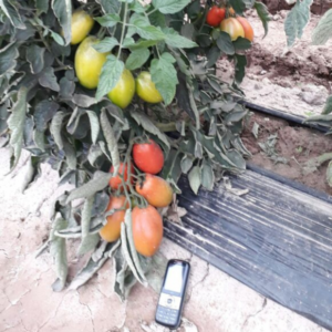 Tomate Santa Rosa
