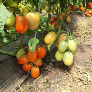 Tomate Spring Red