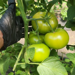 Tomate Titan