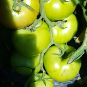 Tomate TL42524
