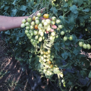 Tomate TO192