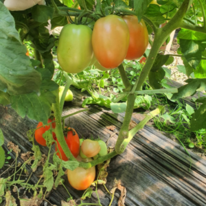 Tomate Tyrant
