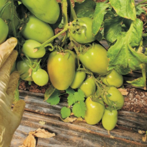 Tomate Wapisa