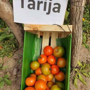 Tomate Tarija