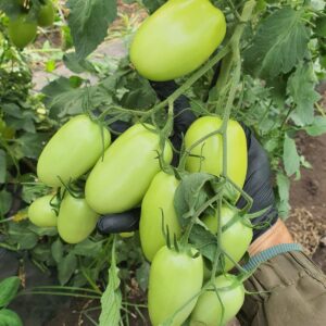 Tomate Flecha
