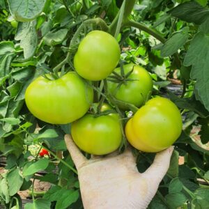 Tomate Master